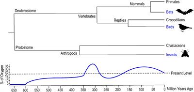 Evolution of Flight Muscle Contractility and Energetic Efficiency